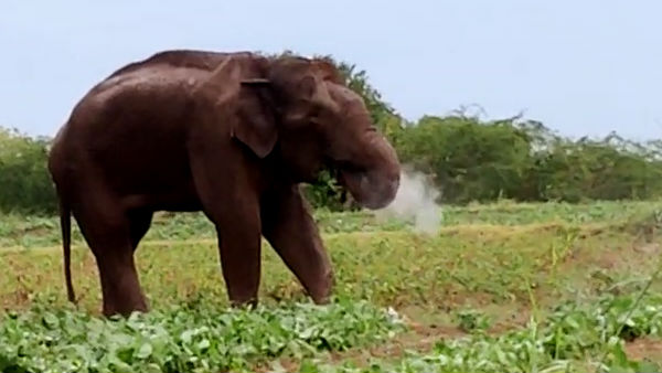 மின்கம்பிகள் மின்கம்பிகள்