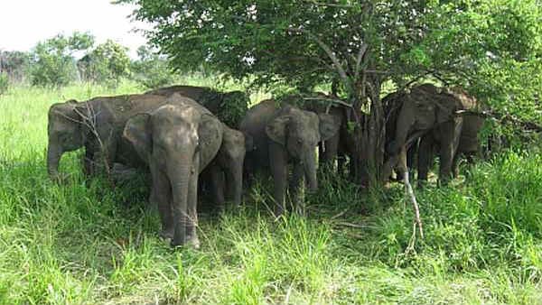  2500 யானைகள்