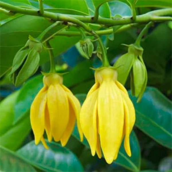  மனோரஞ்சிதம் 