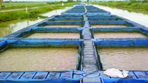 மீன்விதைப் பண்ணை 