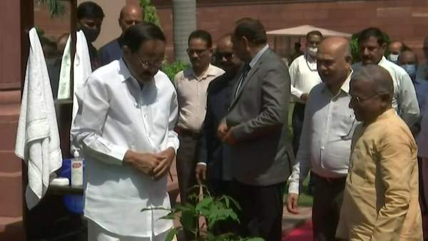 மரக்கன்று 