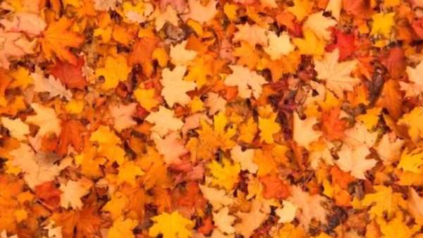 ஆப்டிக்கல் இல்யூஷன் ஆப்டிக்கல் இல்யூஷன்