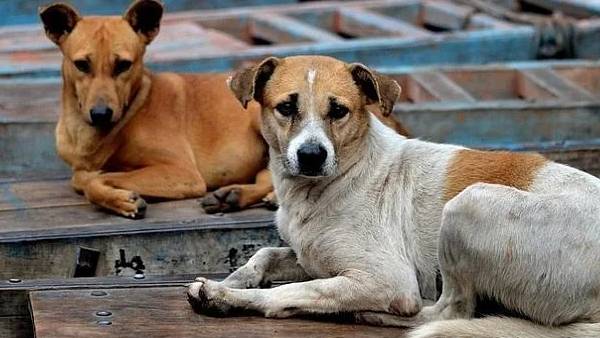 தெருநாய்களின் நிலைமை