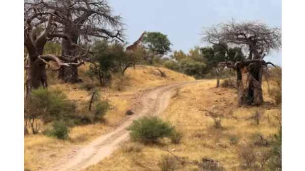  மறைந்திருக்கும் ஒட்டக சிவிங்கி