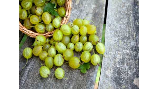 நெல்லிக்காய் பரிகாரம் 