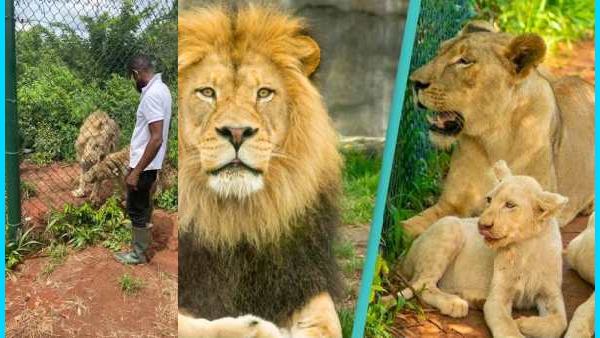  பசி - சிங்கம்