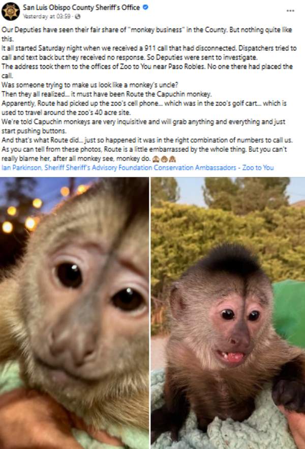 குரங்கு சேட்டை குரங்கு சேட்டை