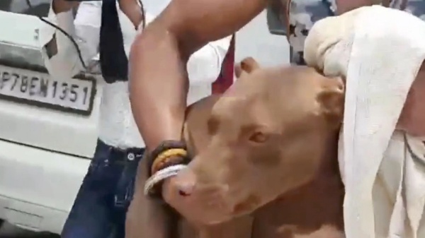 பிட்புல் நாய்