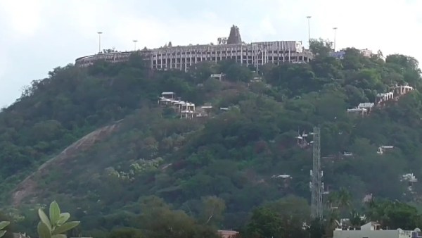 பன்றி காய்ச்சல் 