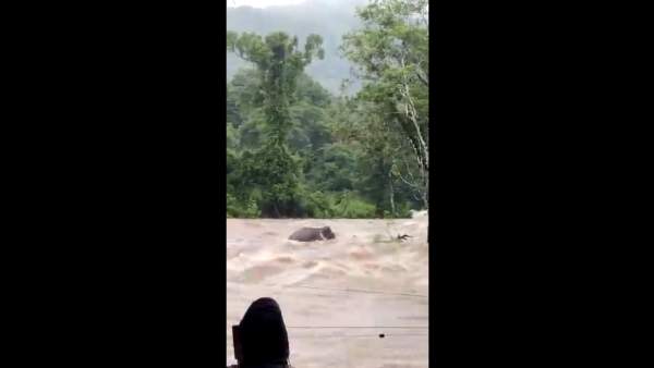  வனவிலங்குகளுக்கும் சிரமம்