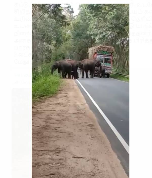 யானைக் கூட்டம்