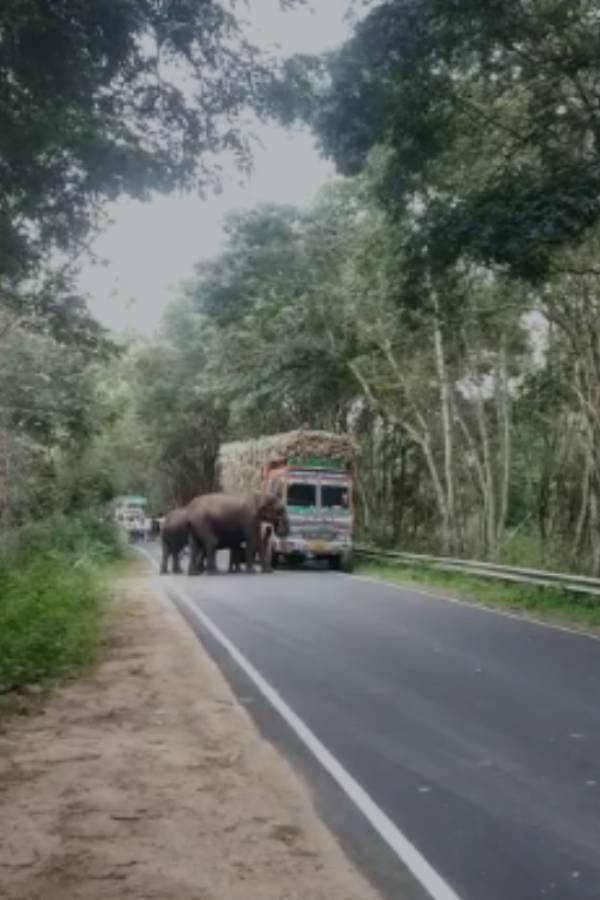 யானைகள் தினம்