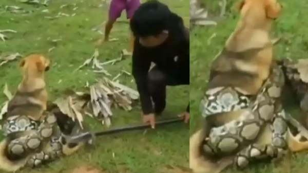  யாரேனும் காப்பாற்ற மாட்டார்களா? 