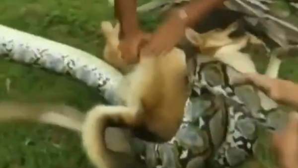  சிறுவர்களுக்கு பாராட்டு