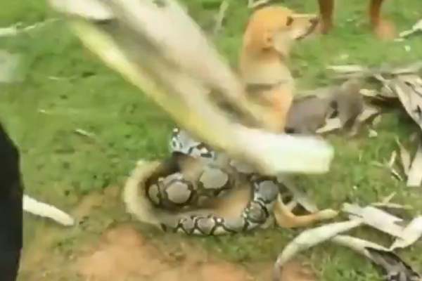  நன்றியுள்ள நாய்கள்