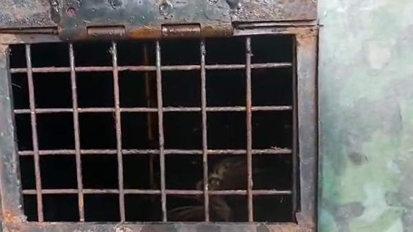 Nilgiris: Leopard trapped in cage after killing girl Nilgiris: Leopard trapped in cage after killing girl