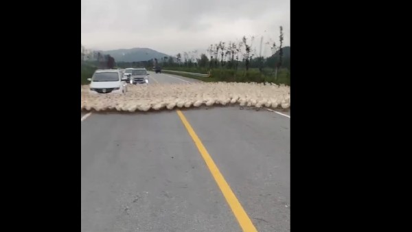  வாத்துக்களால் டிராபிக் ஜாம்