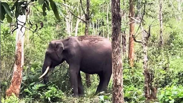  யானைகள்