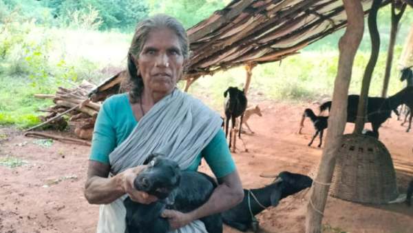 புதுவகையான எறும்புகள் புதுவகையான எறும்புகள்