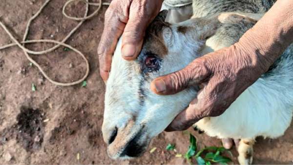 கண்களை மட்டுமே கடிக்கும் கண்களை மட்டுமே கடிக்கும்