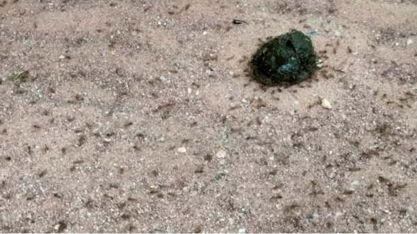 கரந்தமலை கரந்தமலை