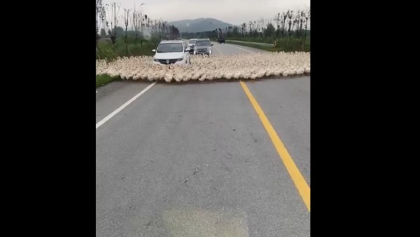 குடுகுடுவென ஓடிய வாத்துக்கள்