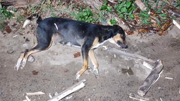 ஹைப்ரீட் ஹைப்ரீட்