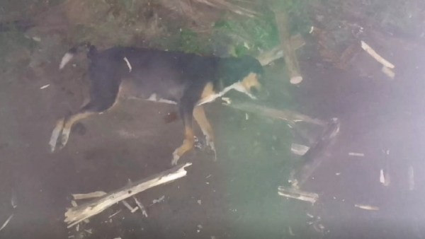 தெரு நாய்கள் தெரு நாய்கள்