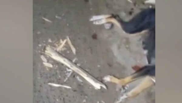 கர்ப்பம் + போஸ்ட் மார்ட்டம் கர்ப்பம் + போஸ்ட் மார்ட்டம்