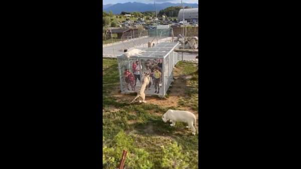 விலங்குகளுக்கு சுதந்திரம்.. மனிதர்களுக்கு கூண்டு.. விலங்குகளுக்கு சுதந்திரம்.. மனிதர்களுக்கு கூண்டு..