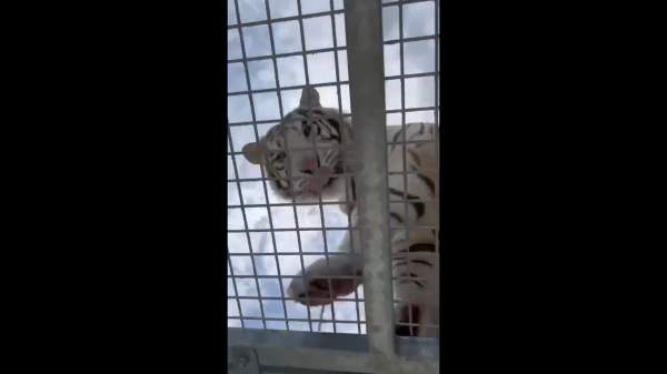 இது மனித ஜூ... இது மனித ஜூ...