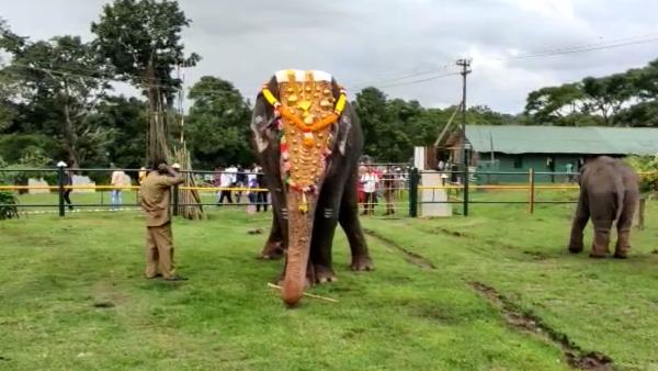 கும்கி யானைகள் 