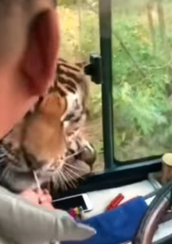  இறைச்சி துண்டை கவ்விய புலி