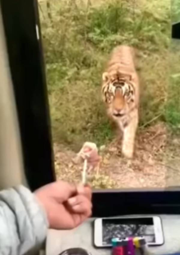  செல்லப்பிராணி போல. . 