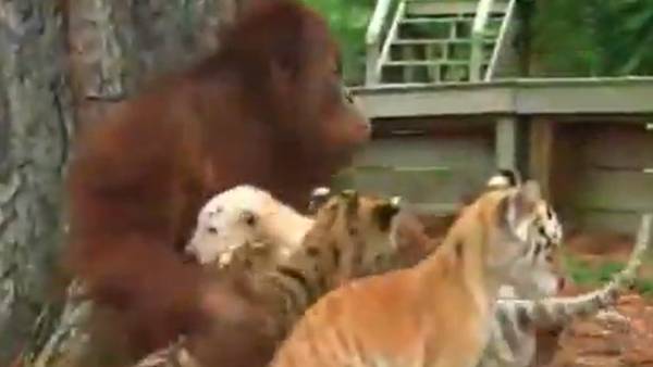  ஆனந்த் மகிந்திரா வீடியோ