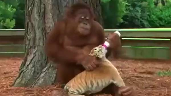 புலிக்குட்டிக்கு பால் கொடுக்கும் ஒரங்குட்டான்