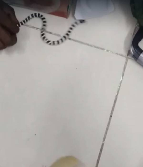 தாய்லாந்து 