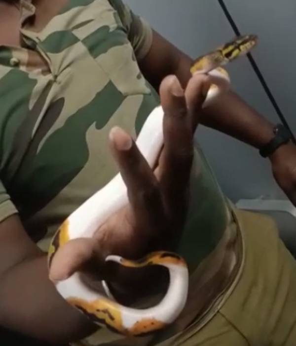  சுங்கத் துறை