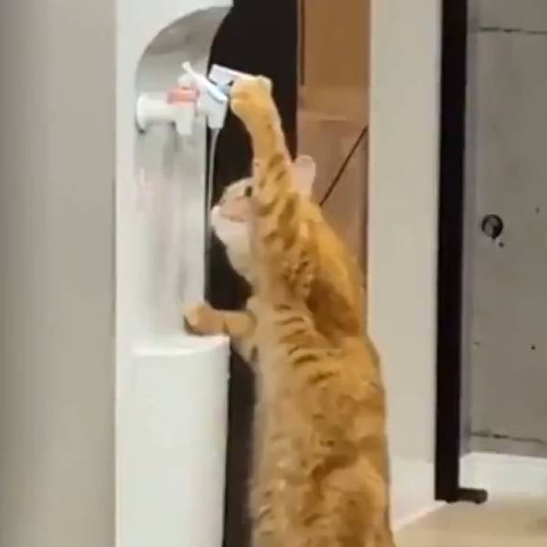  தண்ணீர் குடிக்கும் பூனை