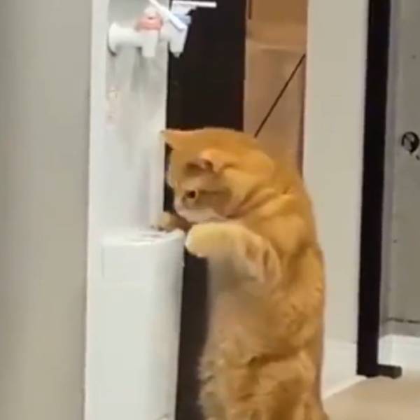  டிரெண்டாகும் வீடியோ