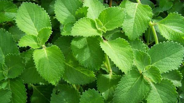 வீடு சுபிட்சம் அடைய 