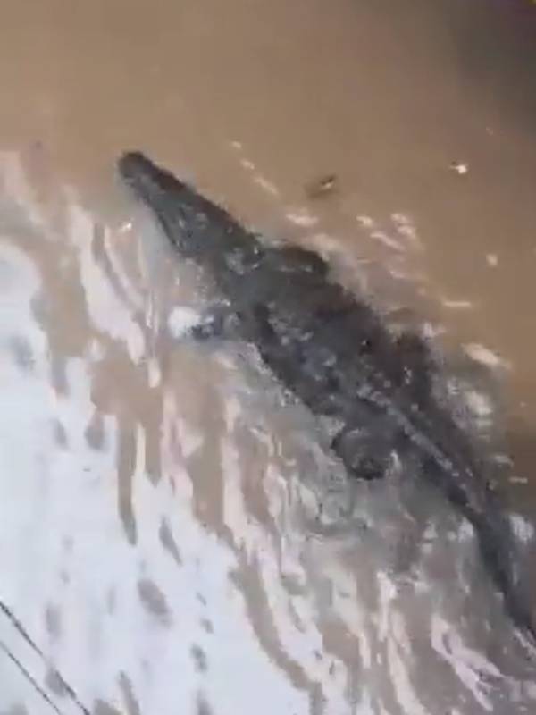 தெருவில் சுற்றிய முதலை தெருவில் சுற்றிய முதலை