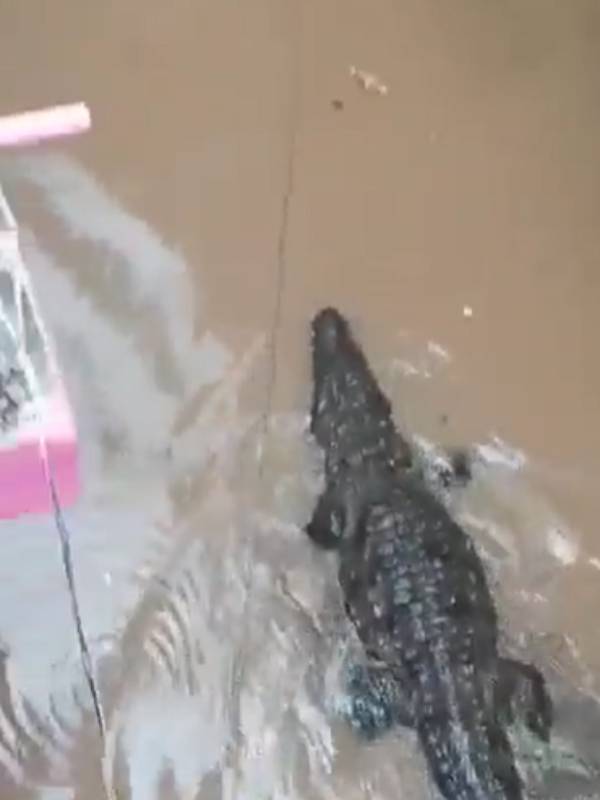 ஒரு மணி நேரம் தண்ணி காட்டிய முதலை ஒரு மணி நேரம் தண்ணி காட்டிய முதலை