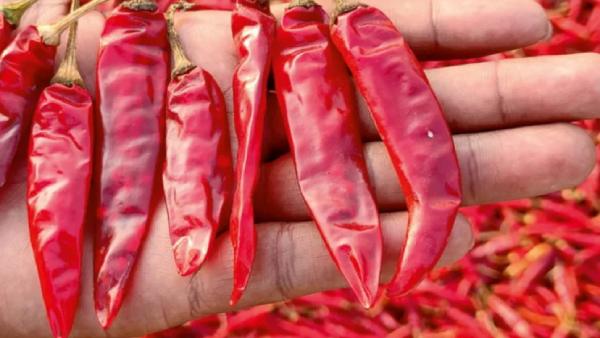 வர மிளகாய் 