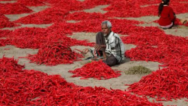 மிளகாய் வியாபாரம் 