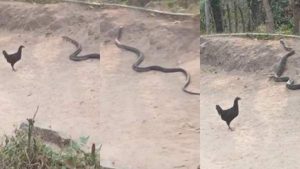 Country Hen fight with snake in Topslip near Pollachi Country Hen fight with snake in Topslip near Pollachi