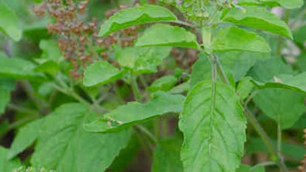 துளசி செடி 