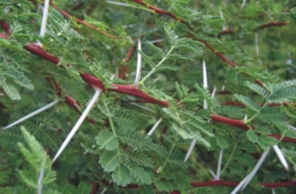 முள் செடிகளை வளர்க்க வேண்டாம்