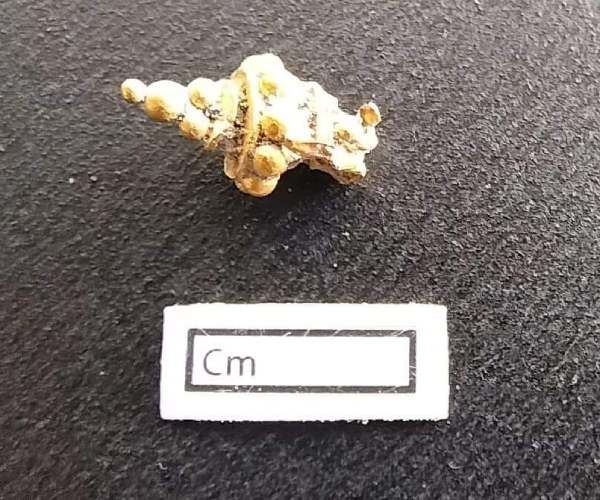 வெம்பக்கோட்டை அகழாய்வு 