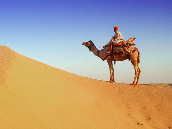 ஒட்டகம் ஒட்டகம்